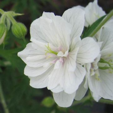 Geranium pratense Plenum Album - Geranio dei prati