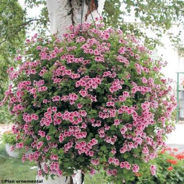 Pelargonium Angel Eyes Randy