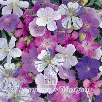 Geranium pratense Reflections - Geranio dei prati