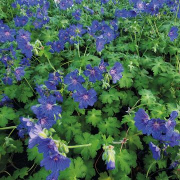 Geranium Sabani Blue