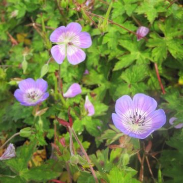 Geranium Sweet Heidi