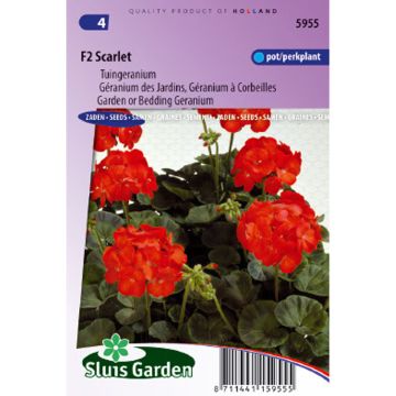 Pelargonium F2 Scarlet