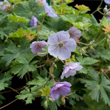 Geranium wallichianum Lilac Ice