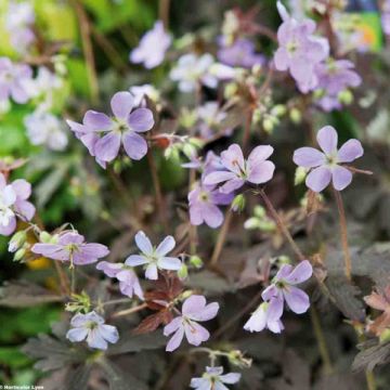 Geranium maculatum Espresso