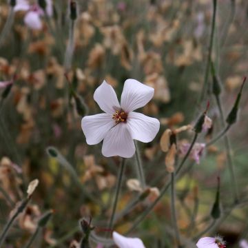 Geranium maderense Album