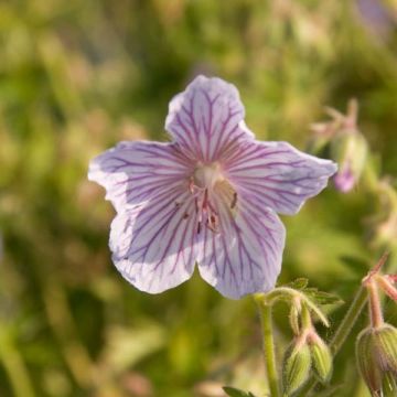 Geranium pratense Ilja - Geranio dei prati