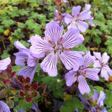 Geranium renardii Tcschelda