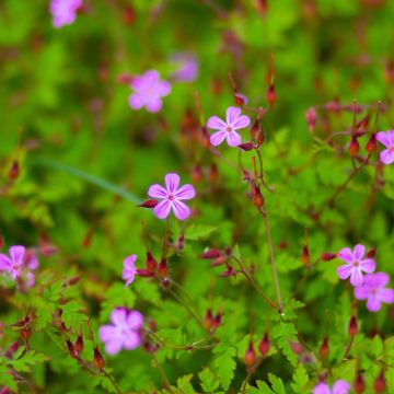 Geranium robertianum - Geranio di San Roberto