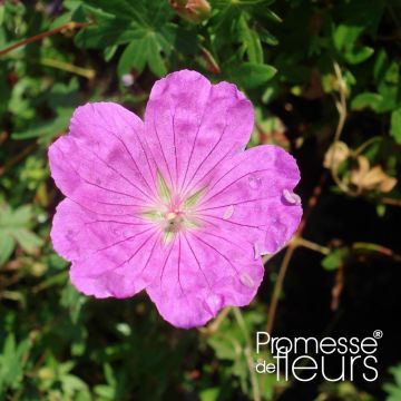 Geranium sanguineum Aviemore - Geranio sanguigno