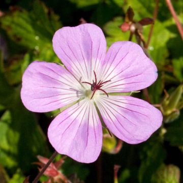 Geranium Silvias Surprise