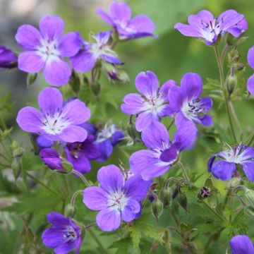 Geranium sylvaticum Ice Blue - Geranio silvano