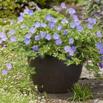 Geranium Azure Rush