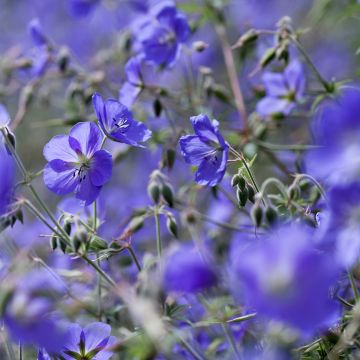 Geranium Brookside