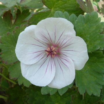 Geranium Coombland White