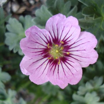 Geranium cinereum Rothbury Gem