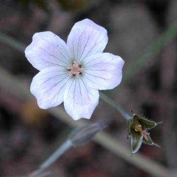 Geranium Rothbury Red