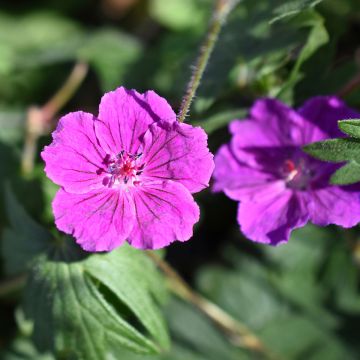 Geranium Tiny Monster