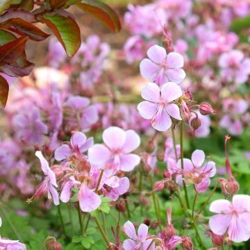 Geranium cantabrigiense Hanne