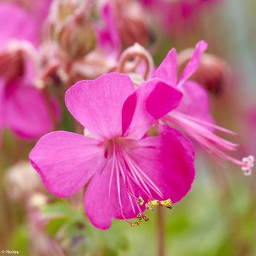 Geranium cantabrigiense Intense