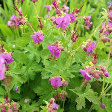 Geranium macrorrhizum Bevan's Variety