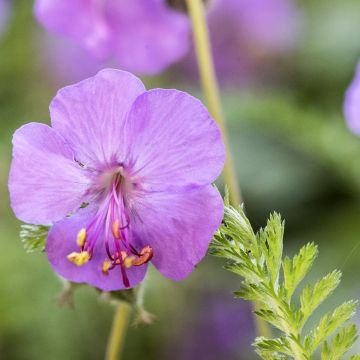 Geranium macrorrhizum