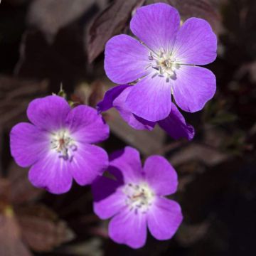 Geranium maculatum Stormy Night