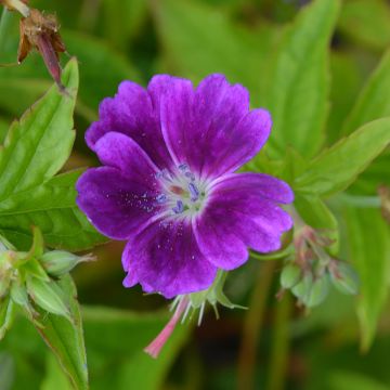 Geranium nodosum Tony's Talisman - Geranio nodoso