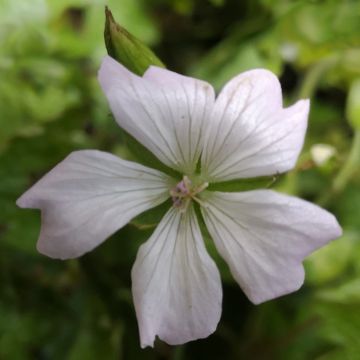 Geranium oxonianum Ankum's White