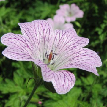 Geranium oxonianum Katherine Adele