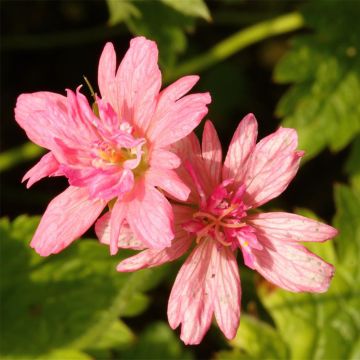 Geranium oxonianum f. thurstonianum Southcombe Double