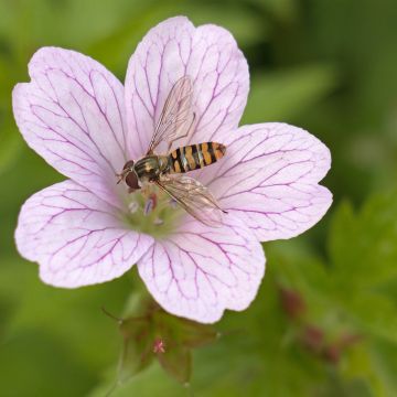 Geranium oxonianum Walter's Gift