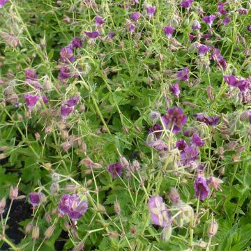 Geranium phaeum Golden Spring - Geranio stellato