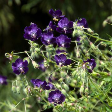 Geranium phaeum Lily Lovell - Geranio stellato