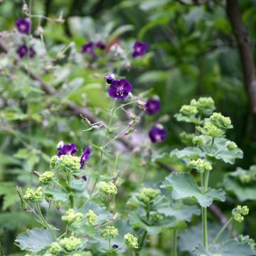 Geranium phaeum Raven - Geranio stellato