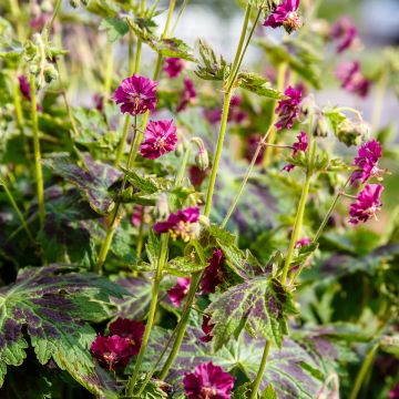 Geranium phaeum Samobor - Geranio stellato