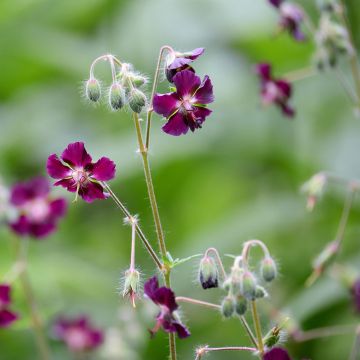 Geranium phaeum - Geranio stellato