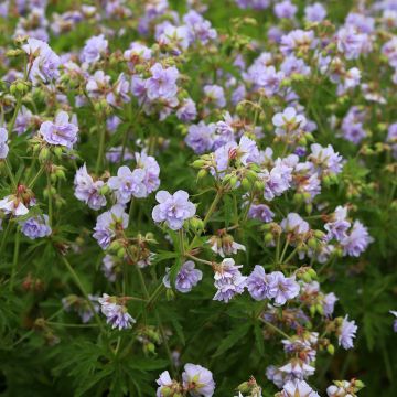 Geranium pratense Cloud Nine - Geranio dei prati