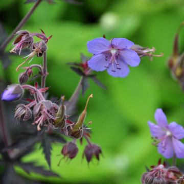 Geranium pratense Dark Reiter - Geranio dei prati