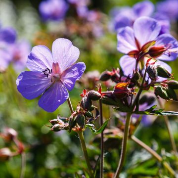 Geranium pratense Hocus Pocus - Geranio dei prati