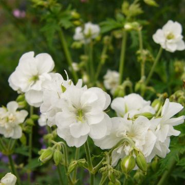 Geranium pratense Laura - Geranio dei prati