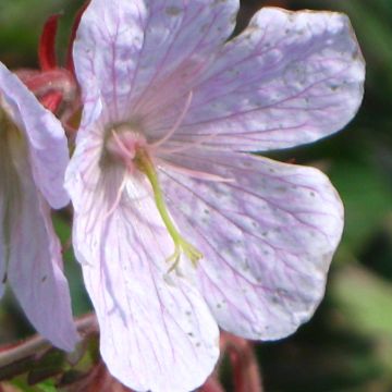 Geranium pratense Marshmallow - Geranio dei prati