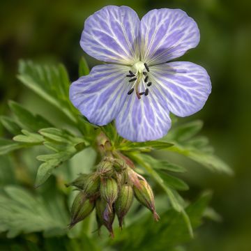 Geranium pratense Mrs Kendall Clark - Geranio dei prati