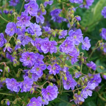 Geranium pratense Plenum Caeruleum - Geranio dei prati