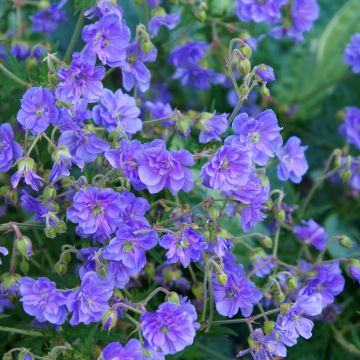 Geranium pratense Plenum Violaceum - Geranio dei prati