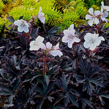 Geranium pratense Purple Ghost - Geranio dei prati