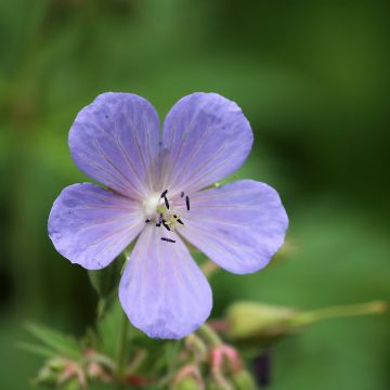 Geranium pratense Victor Reiter Junior - Geranio dei prati