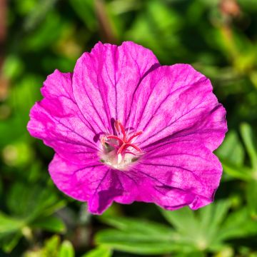 Geranium sanguineum Ankum's Pride - Geranio sanguigno