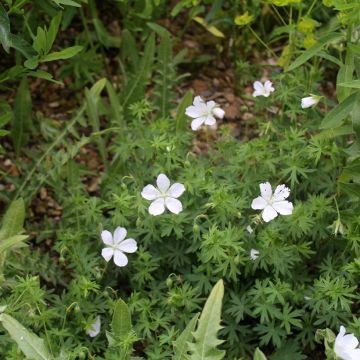 Geranium sanguineum Album - Geranio sanguigno