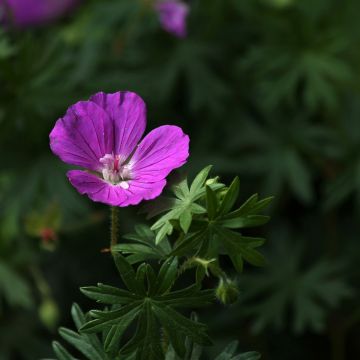 Geranium sanguineum Hannelore - Geranio sanguigno