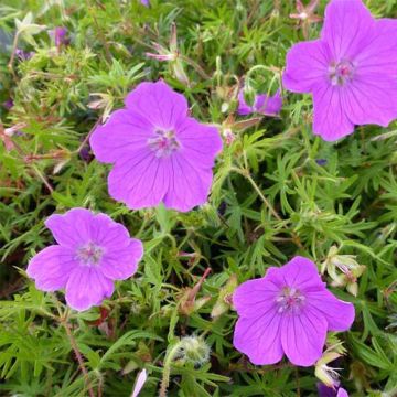 Geranium sanguineum Vision - Geranio sanguigno